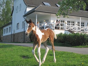 Fohlen vor Terrasse